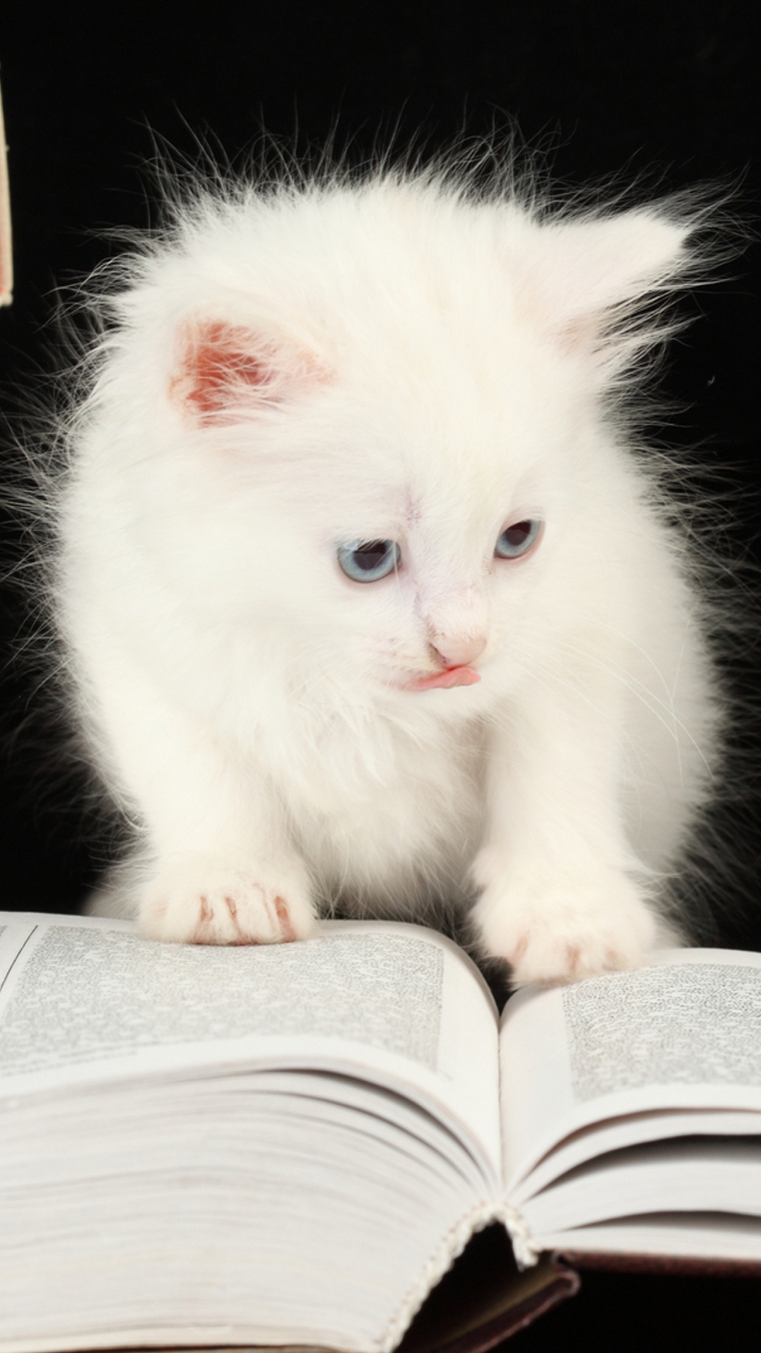 Обои милые животные в книгах, котенок, кот, пес, полосатый кот на телефон  Android, 1080x1920 картинки и фото бесплатно