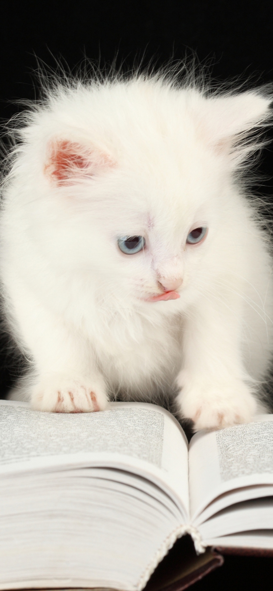 Обои милые животные в книгах, котенок, кот, пес, полосатый кот в разрешении 1125x2436