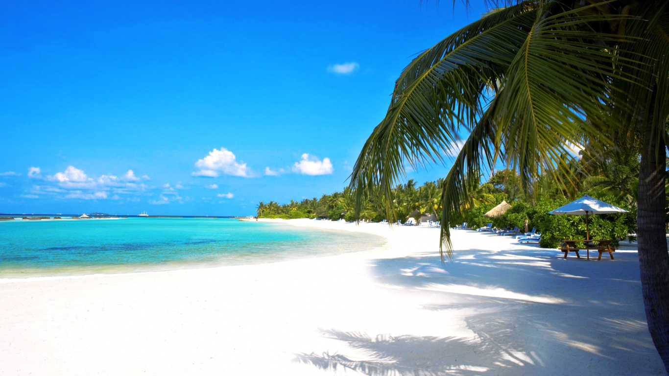 Обои тропическая зона, пляж, Карибский бассейн, отпуск, Пальма в разрешении 1366x768
