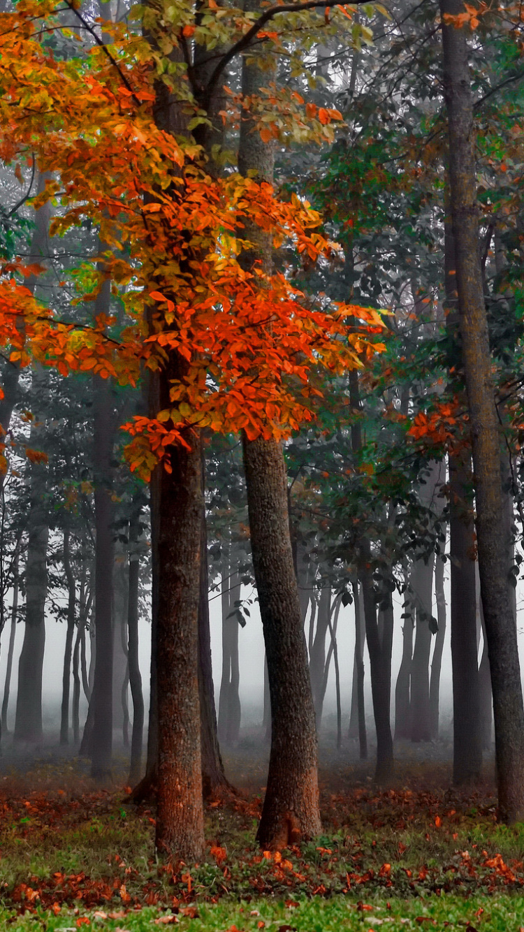 Обои дерево, природа, лист, листопадные, лес в разрешении 750x1334