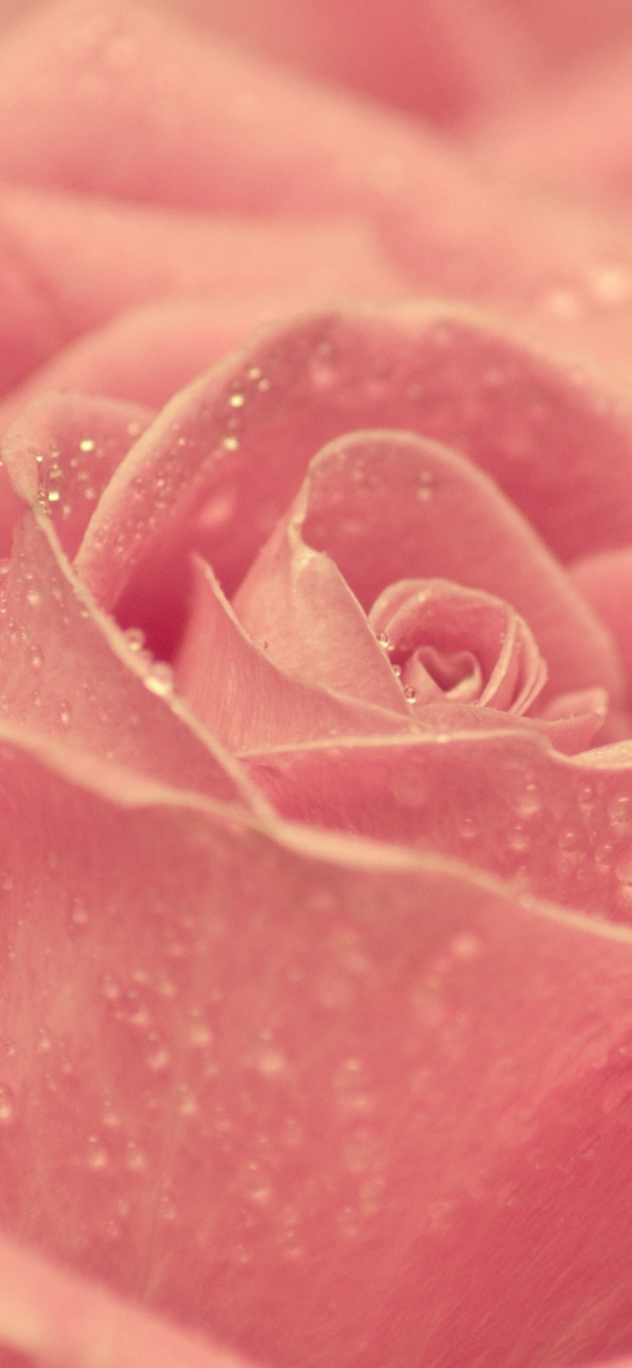 Обои розовый, лепесток, крупный план, Роза, сад роз в разрешении 1242x2688