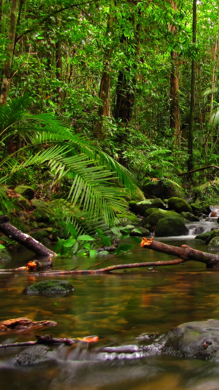 Обои джунгли, тропический лес, тропические леса, природа, растительность в разрешении 720x1280