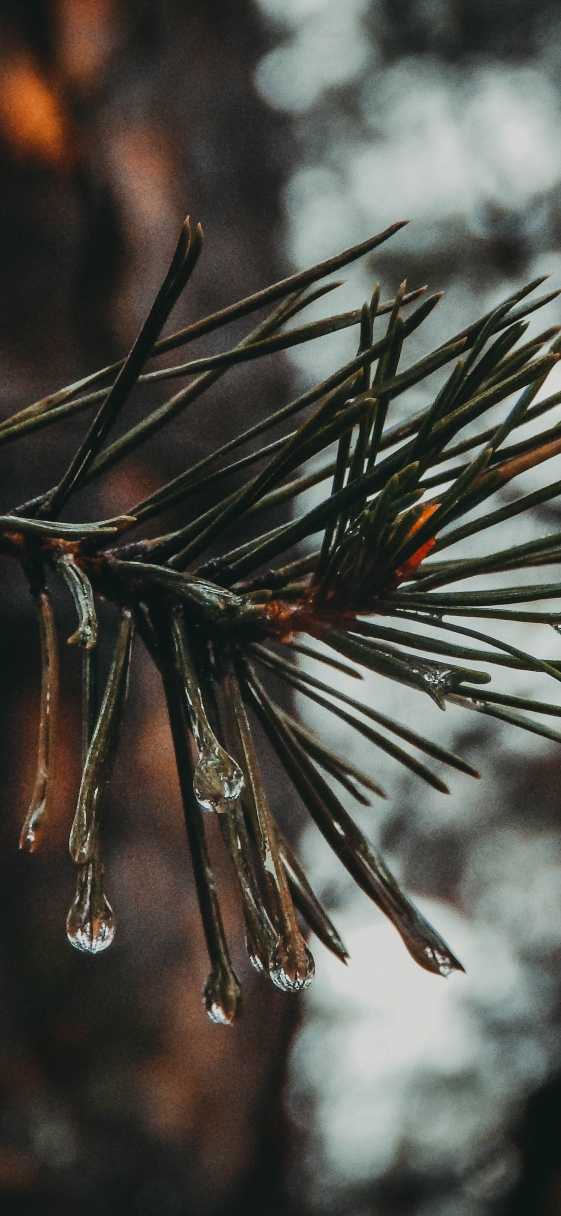 Обои прут, сосна, ель, дерево, ветвь в разрешении 1125x2436