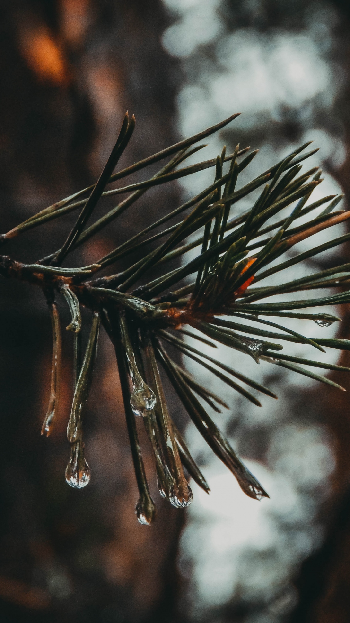 Обои прут, сосна, ель, дерево, ветвь в разрешении 1440x2560