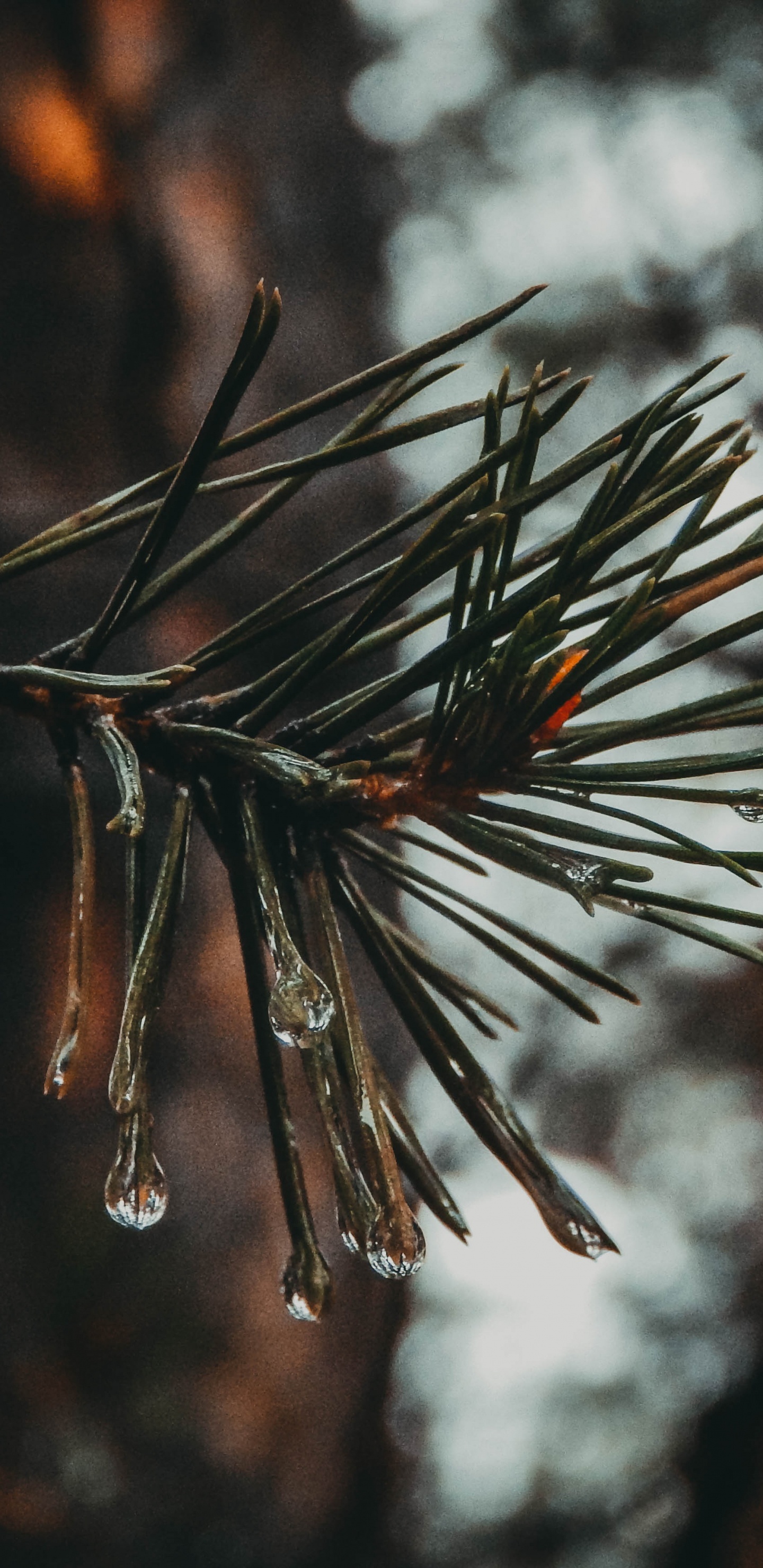 Обои прут, сосна, ель, дерево, ветвь в разрешении 1440x2960