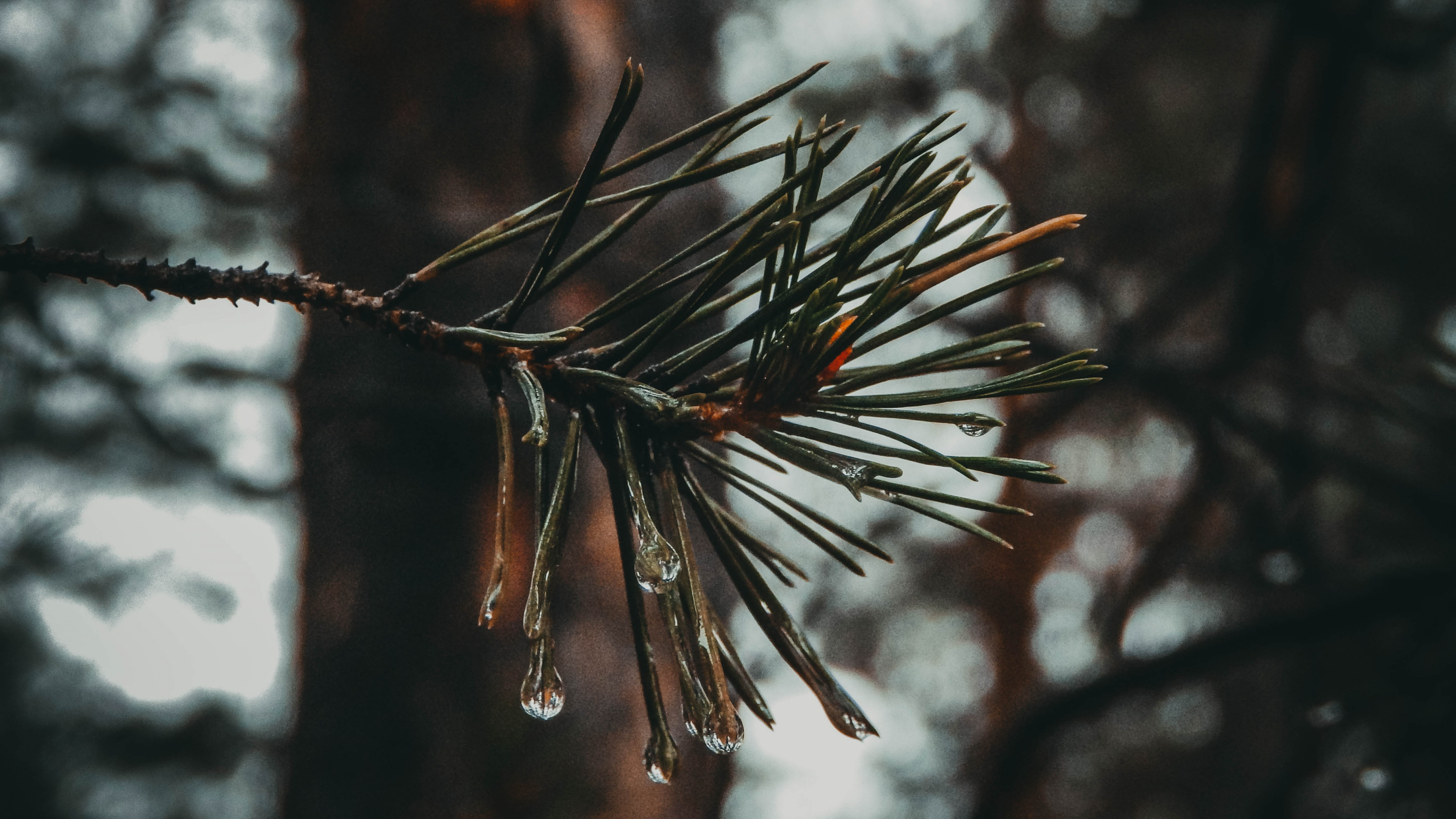 Обои прут, сосна, ель, дерево, ветвь в разрешении 3840x2160