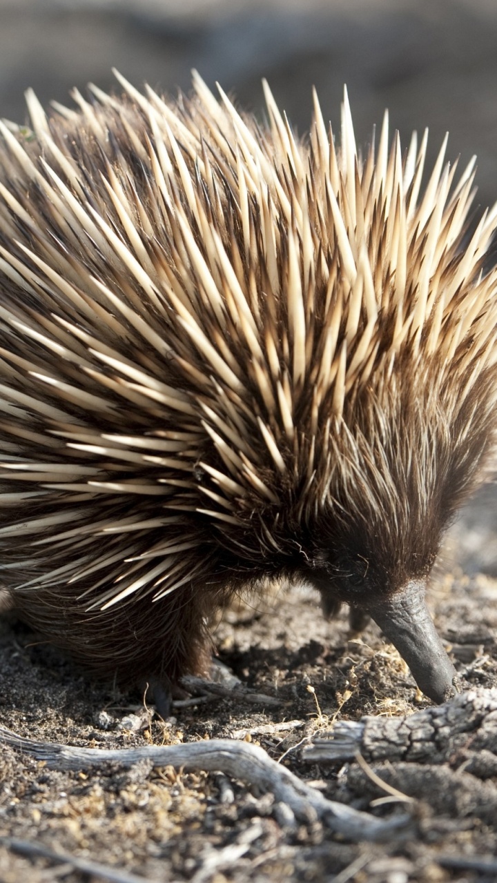 Обои остров кенгуру, ехидна, monotreme, наземные животные, дикобраз в разрешении 720x1280
