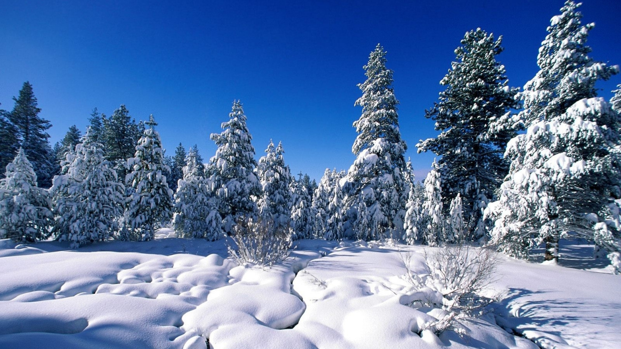 Обои природа, снег, зима, дерево, замораживание в разрешении 1280x720