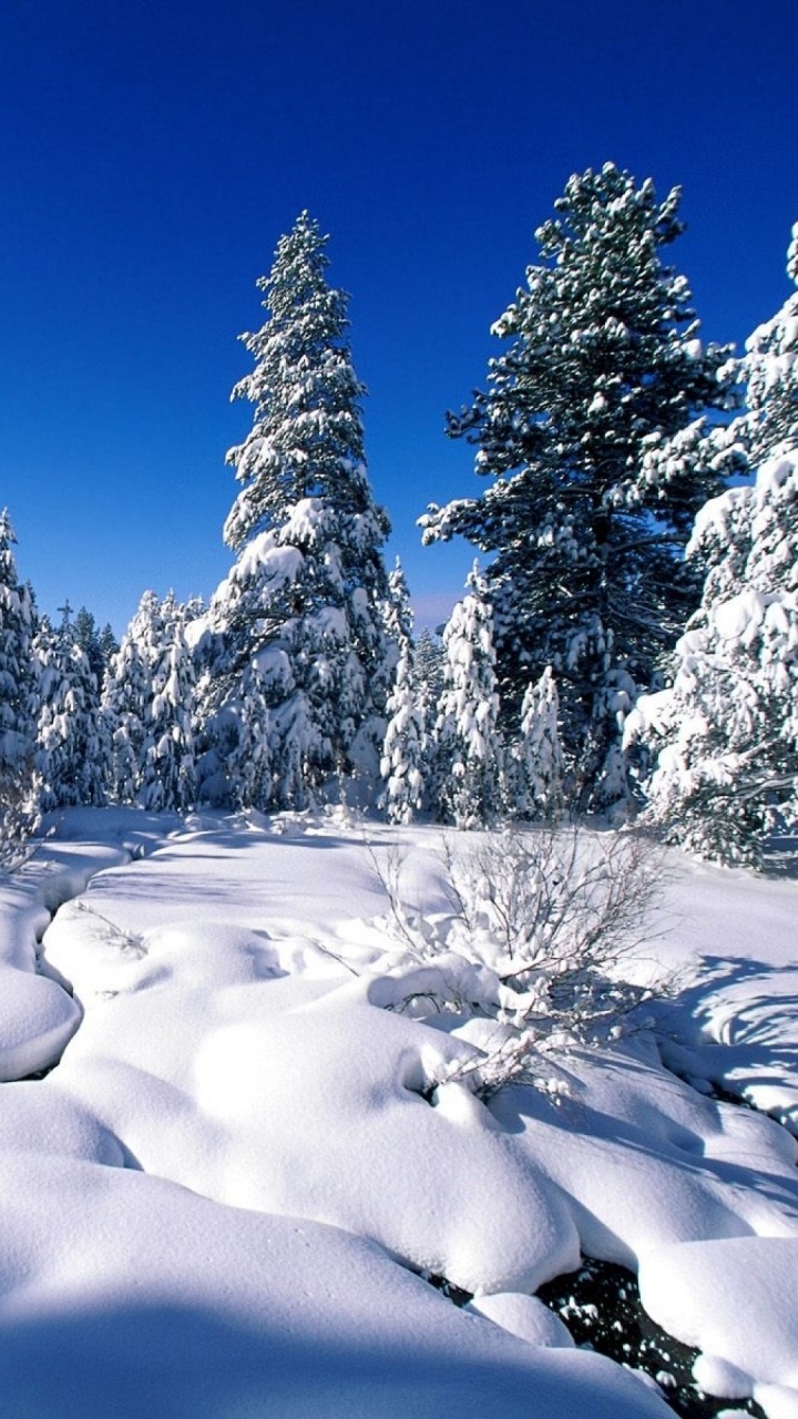 Обои природа, снег, зима, дерево, замораживание в разрешении 720x1280