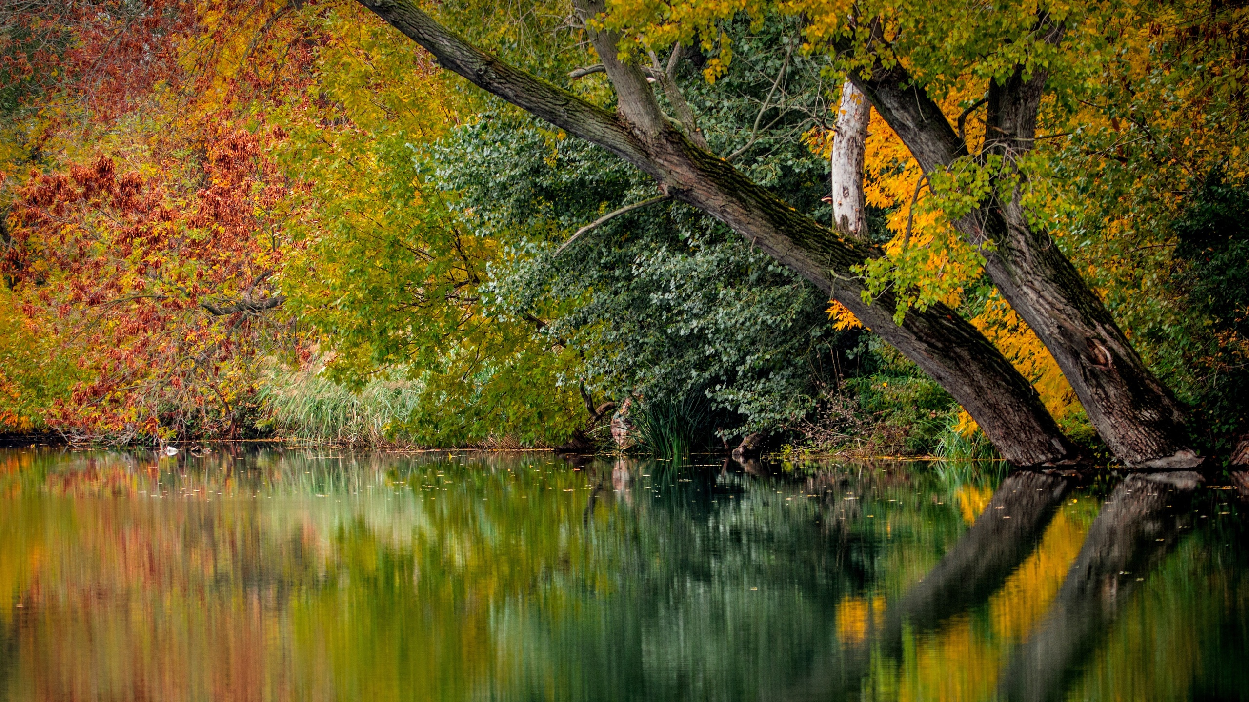 Обои Осенняя окраска листьев, цвет, осень, отражение, природа в разрешении 2560x1440