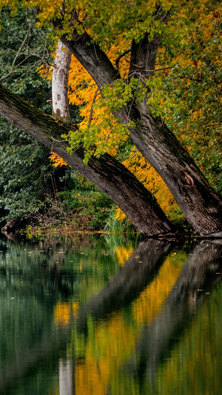 Обои Осенняя окраска листьев, цвет, осень, отражение, природа в разрешении 750x1334