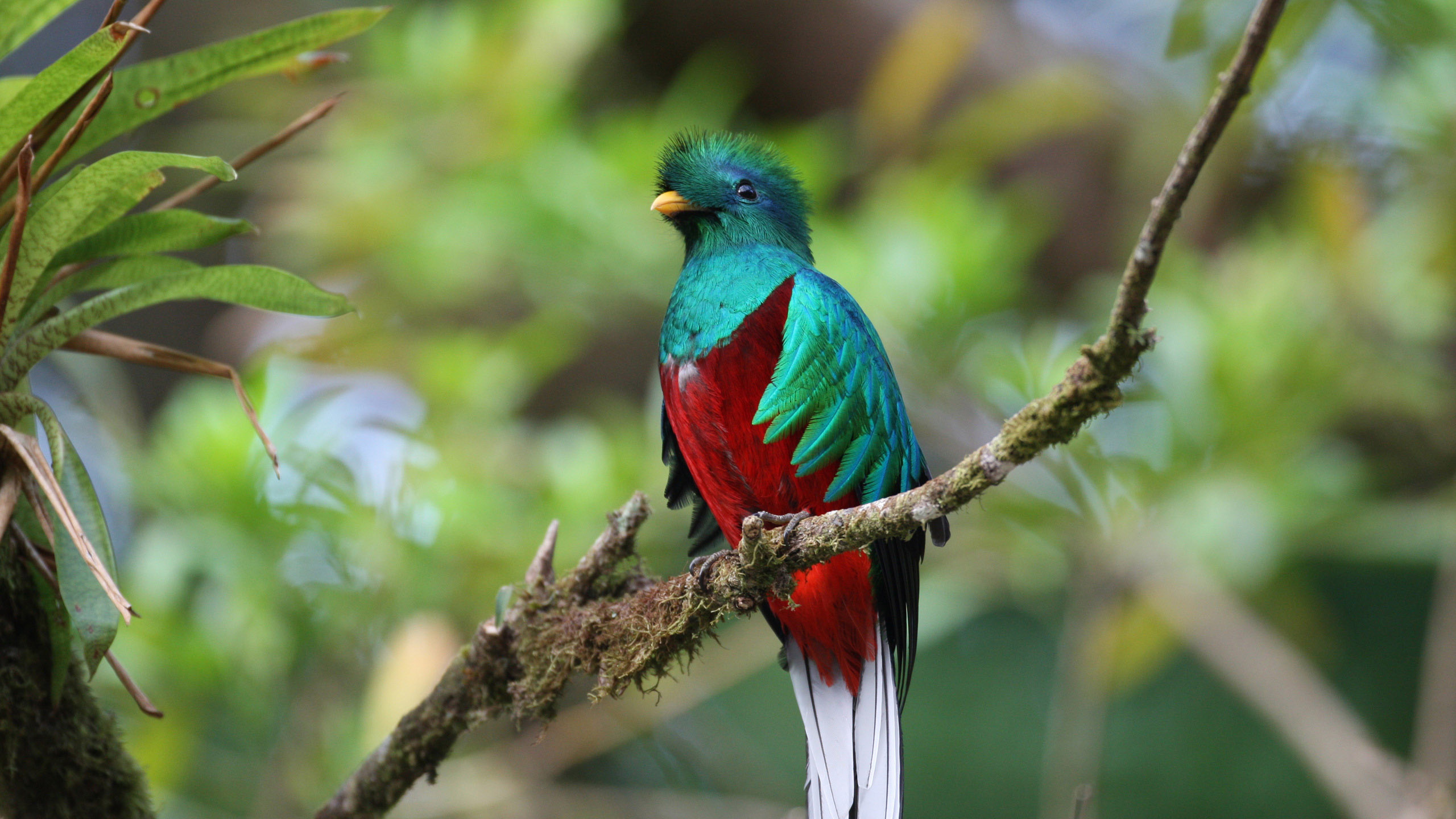 Обои Блистательный Кетсаль, Кетцаль, птица, клюв, живая природа в разрешении 2560x1440