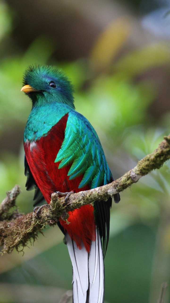 Обои Блистательный Кетсаль, Кетцаль, птица, клюв, живая природа в разрешении 720x1280