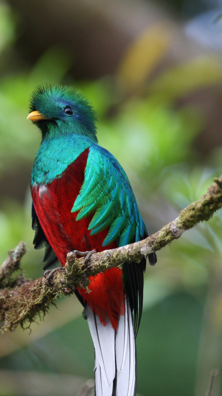 Обои Блистательный Кетсаль, Кетцаль, птица, клюв, живая природа в разрешении 750x1334