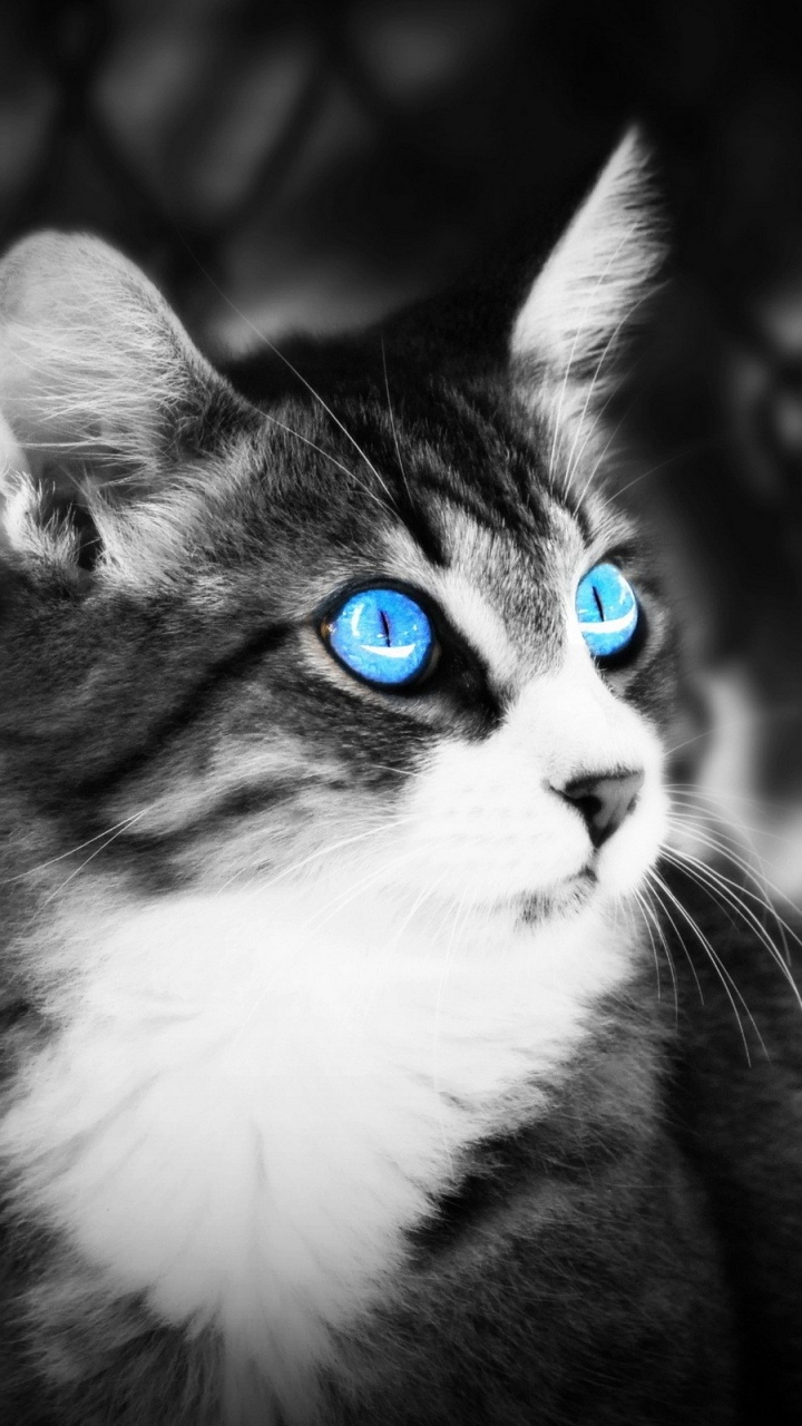 Обои сиамская кошка, котенок, черная кошка, биколор кошка, синий в разрешении 720x1280