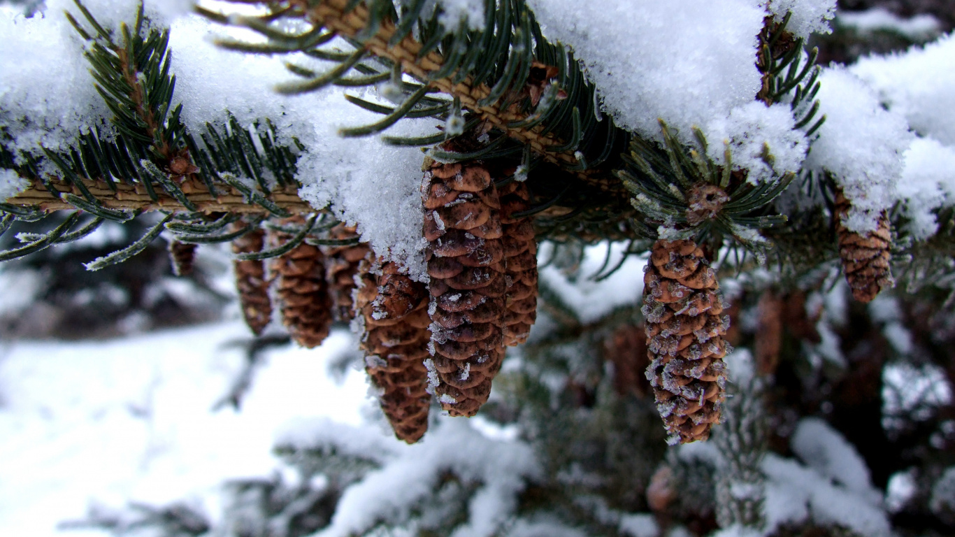 Обои зима, замораживание, графика, дерево, сосна в разрешении 1366x768