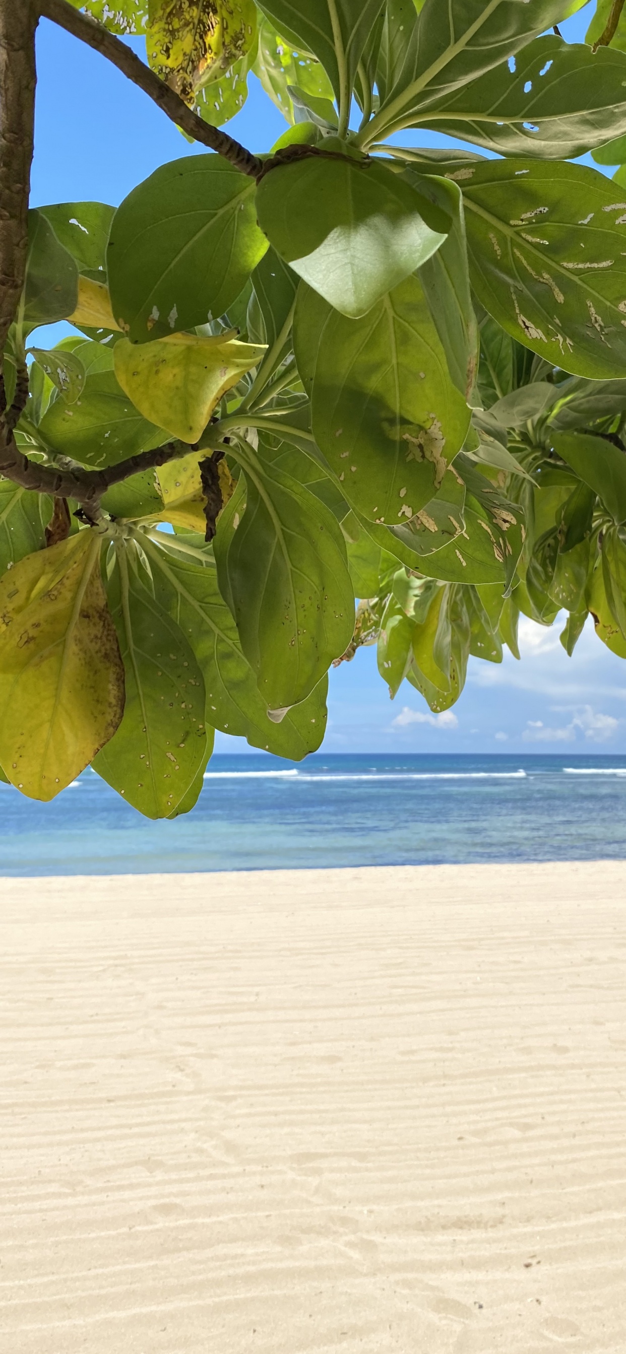 Обои лист, вода, берег, жидкость, песок в разрешении 1242x2688