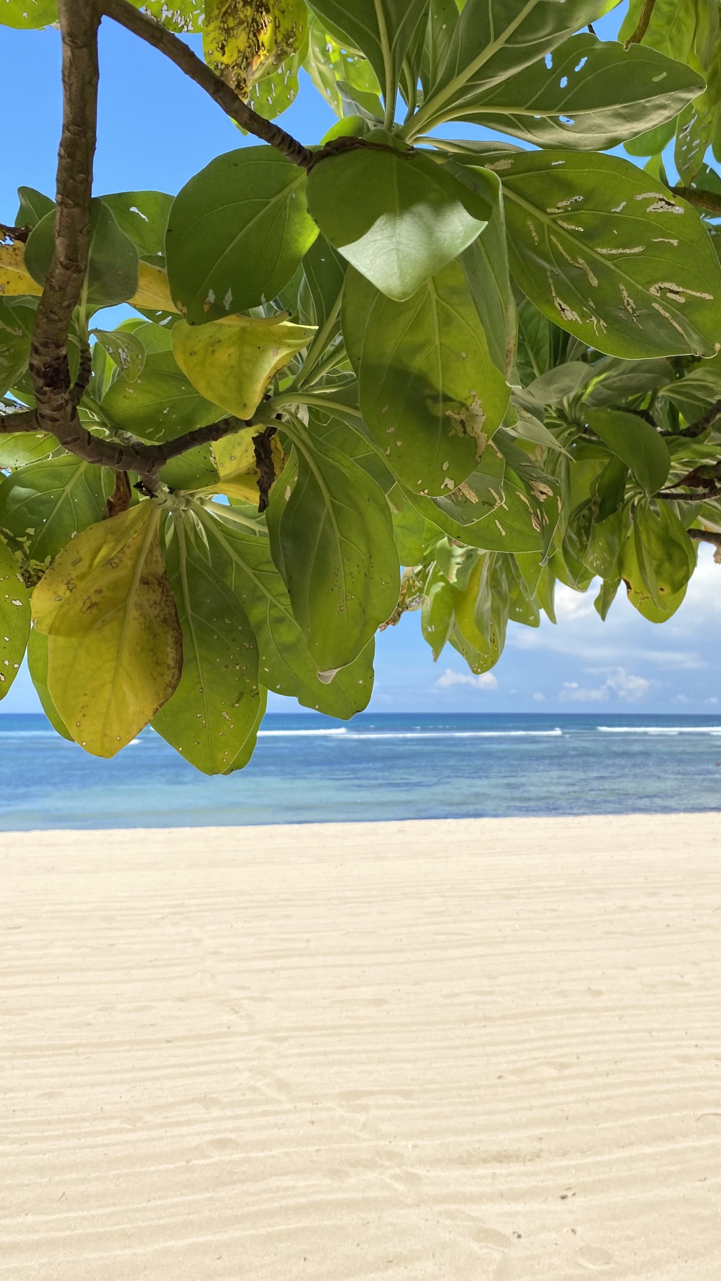 Обои лист, вода, берег, жидкость, песок в разрешении 1440x2560