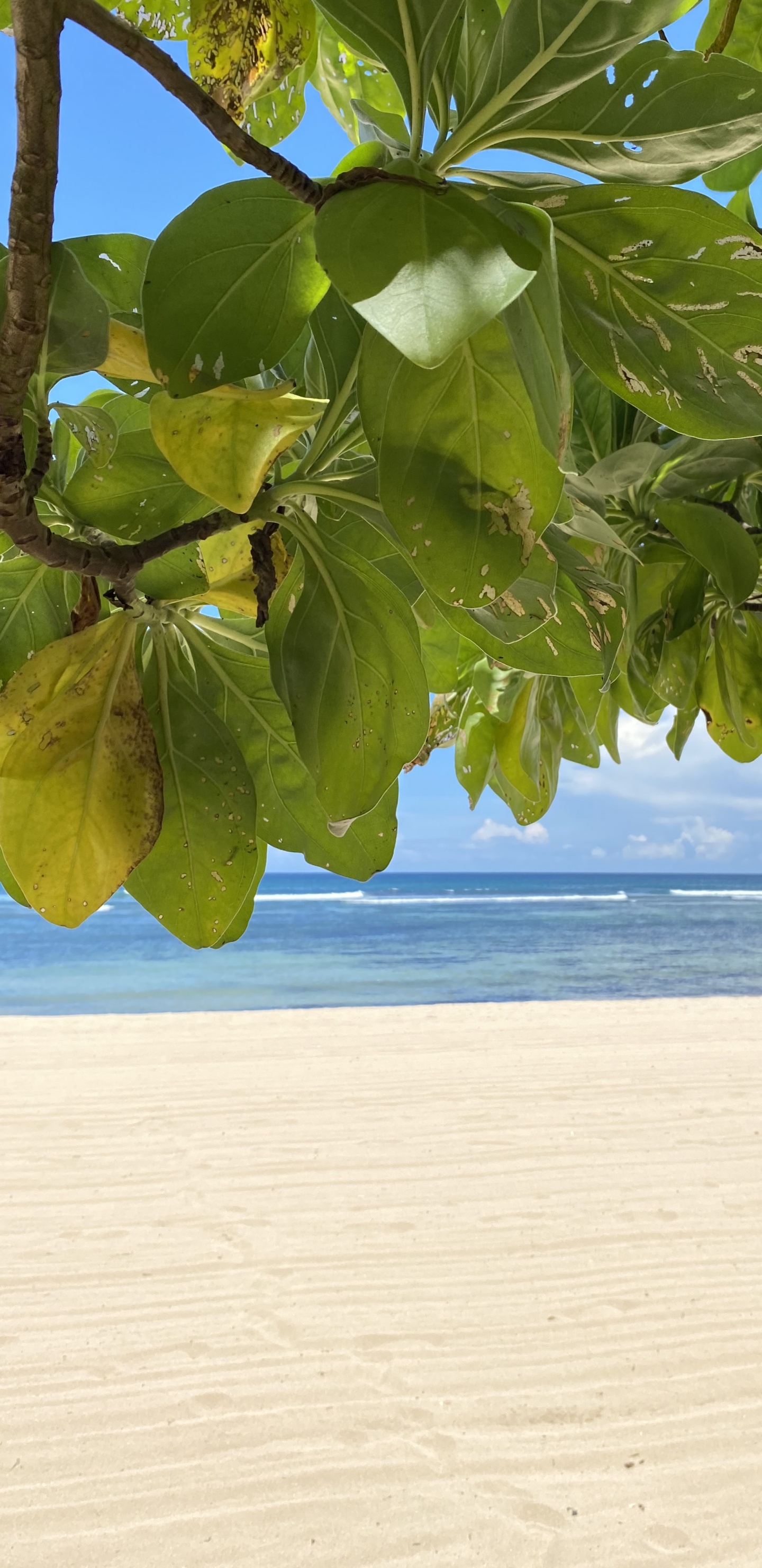 Обои лист, вода, берег, жидкость, песок в разрешении 1440x2960