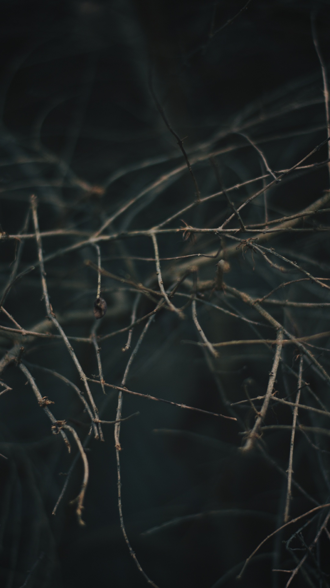 Обои ветвь, дерево, прут, растение, небо в разрешении 1080x1920