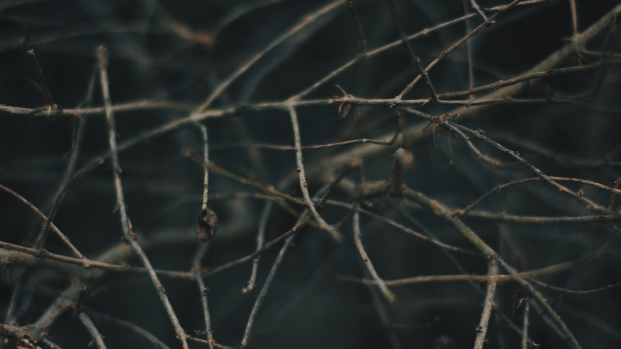 Обои ветвь, дерево, прут, растение, небо в разрешении 1280x720