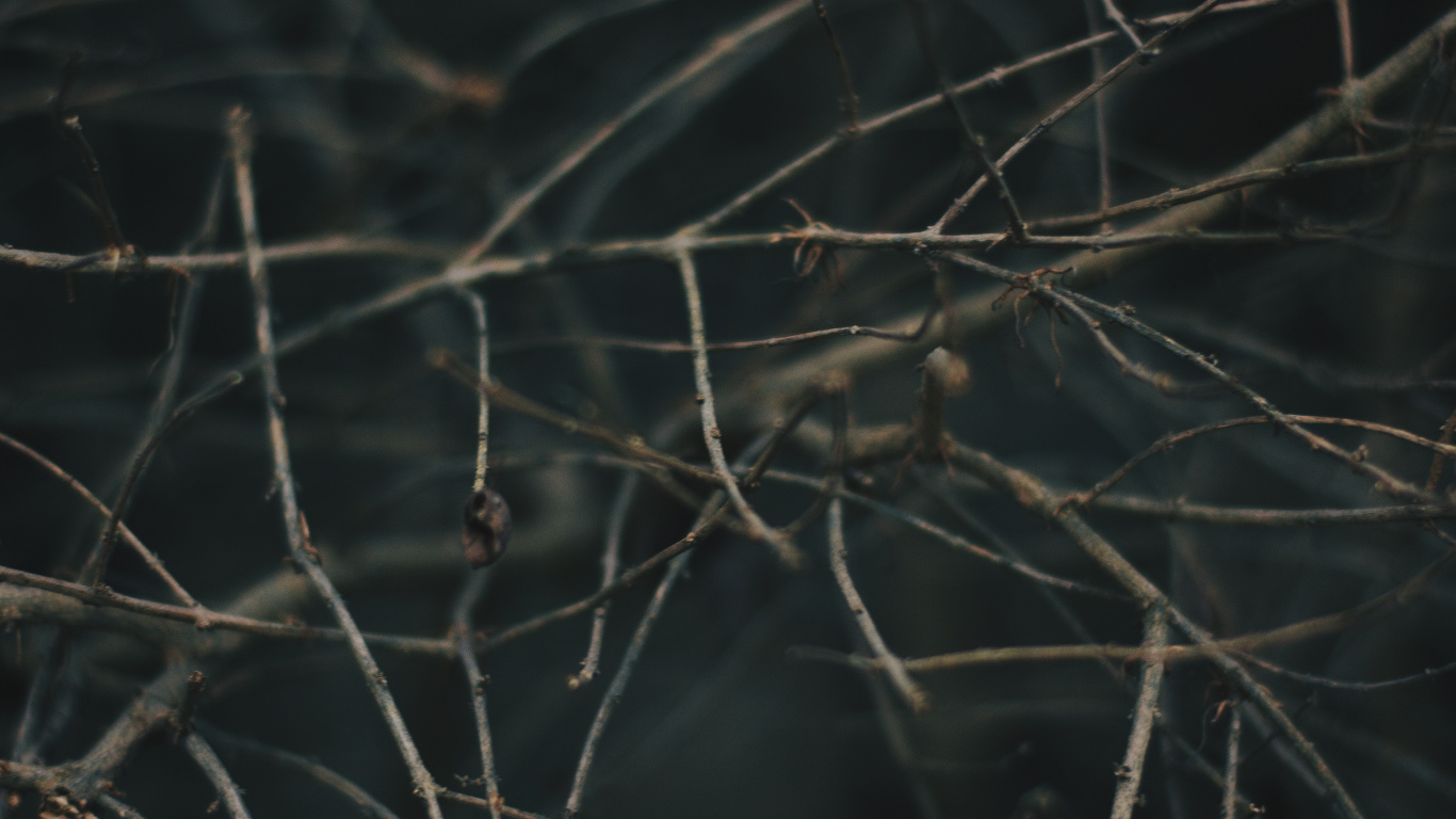 Обои ветвь, дерево, прут, растение, небо в разрешении 1366x768