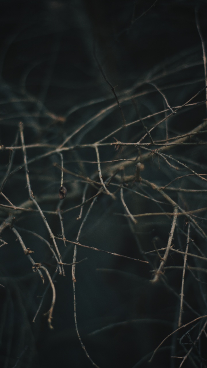 Обои ветвь, дерево, прут, растение, небо в разрешении 720x1280