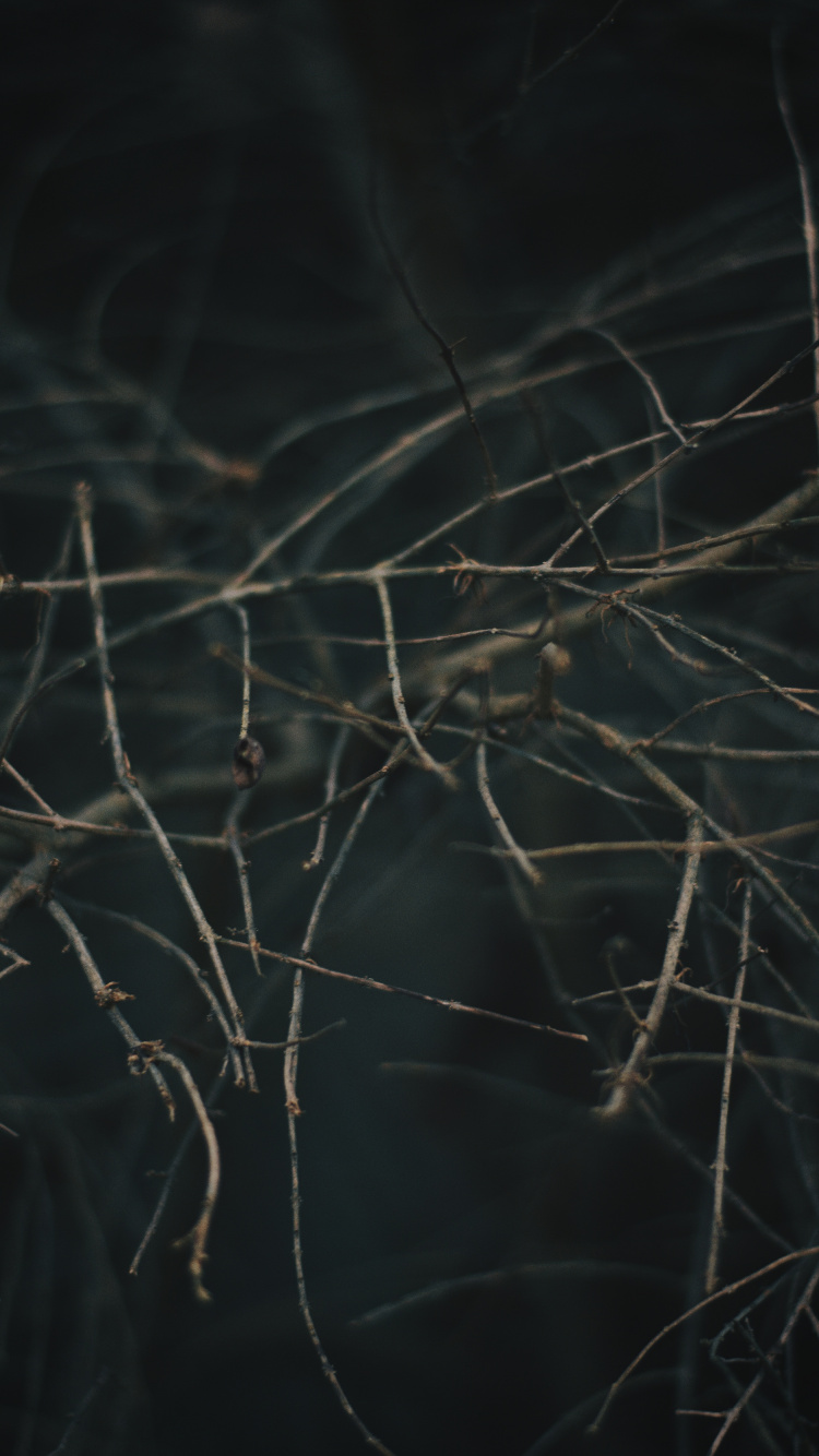 Обои ветвь, дерево, прут, растение, небо в разрешении 750x1334