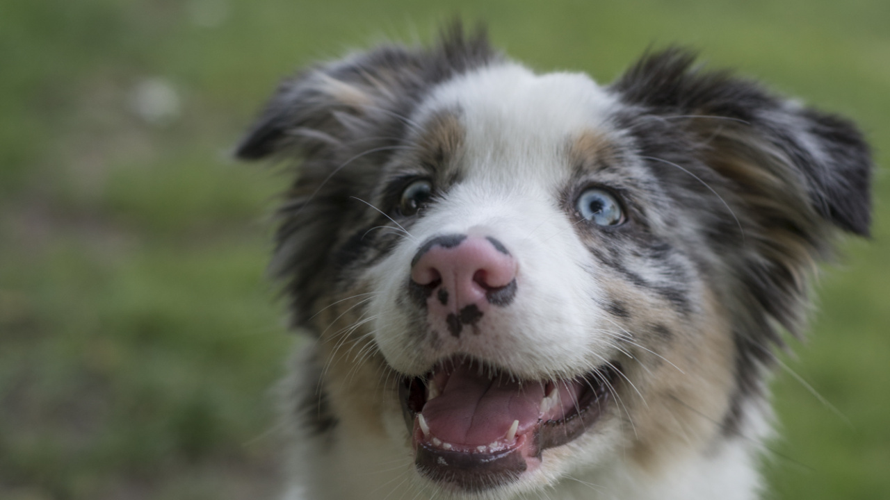 Обои Австралийская овчарка, Миниатюрная Американская Овчарка, собака породы, бордер колли, валлийская овчарка в разрешении 1280x720