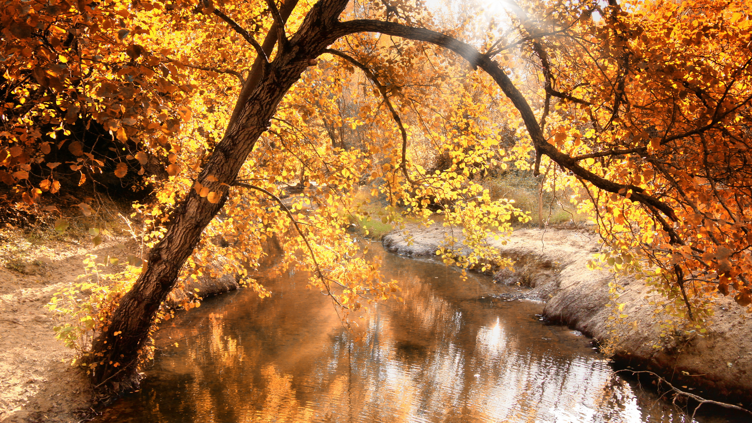 Обои природа, вода, лист, ветвь, осень в разрешении 2560x1440