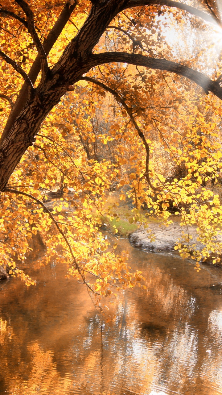 Обои природа, вода, лист, ветвь, осень в разрешении 720x1280