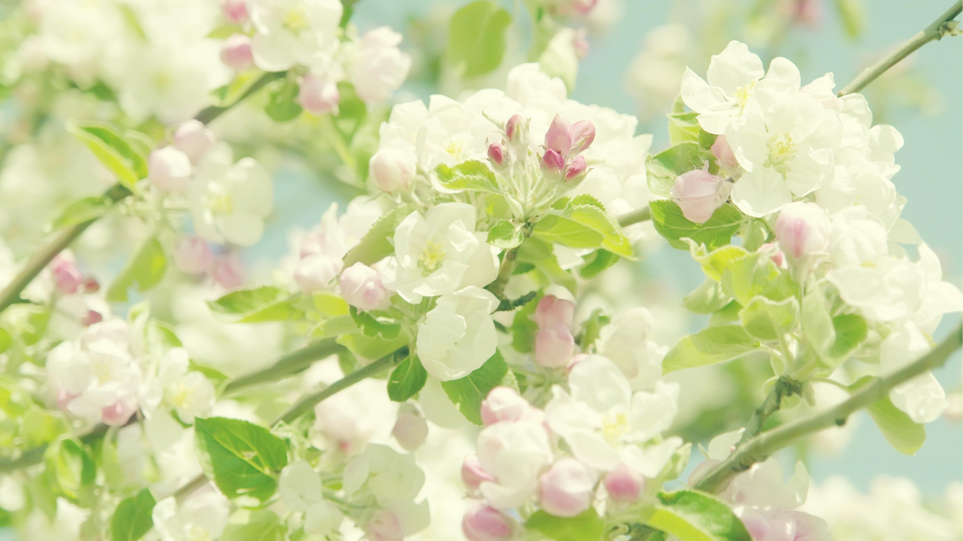 Обои желтый, сирень, цветок, растение, цветочный дизайн в разрешении 1920x1080