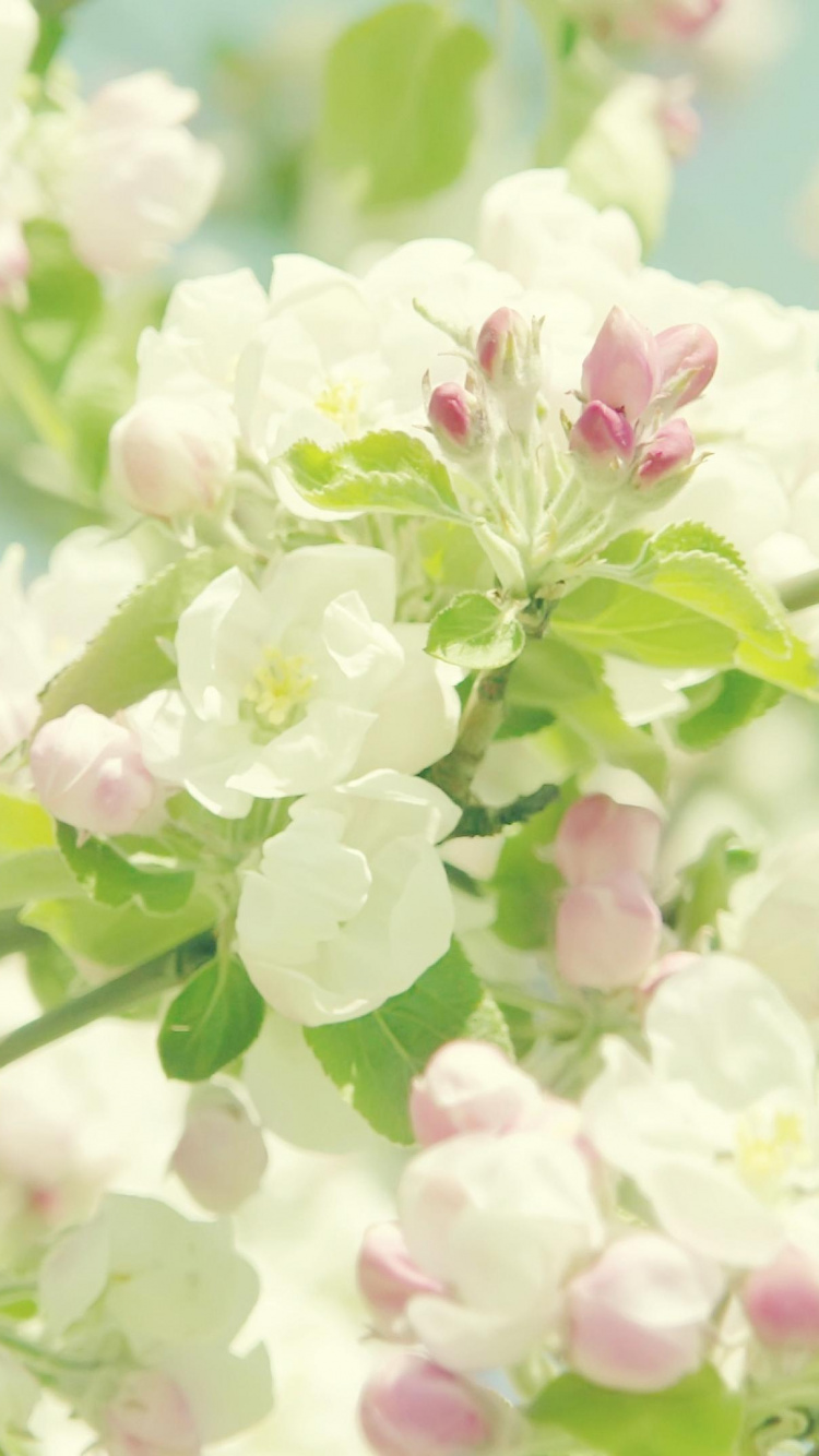 Обои желтый, сирень, цветок, растение, цветочный дизайн в разрешении 750x1334