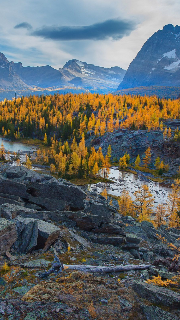 Обои дикая местность, гора, природа, дерево, лист в разрешении 750x1334