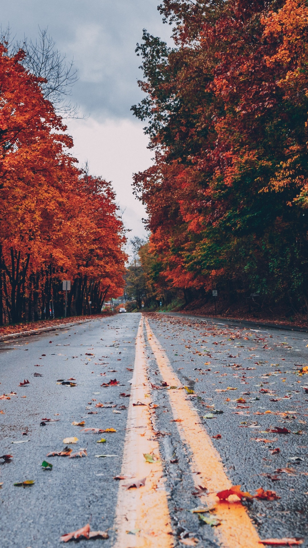 Обои осень, растение, облако, природа, природный ландшафт в разрешении 1080x1920