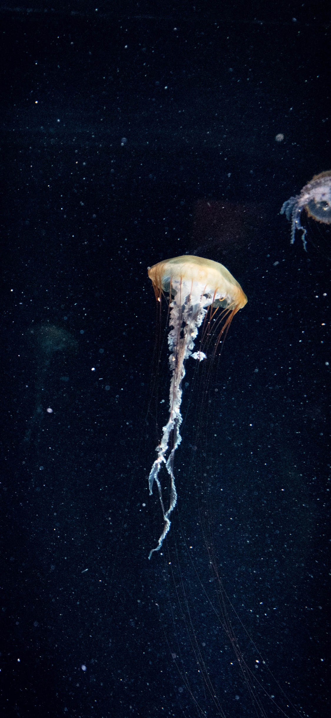 Обои природа, море, Кубомедузы, вода, биолюминесценция в разрешении 1125x2436