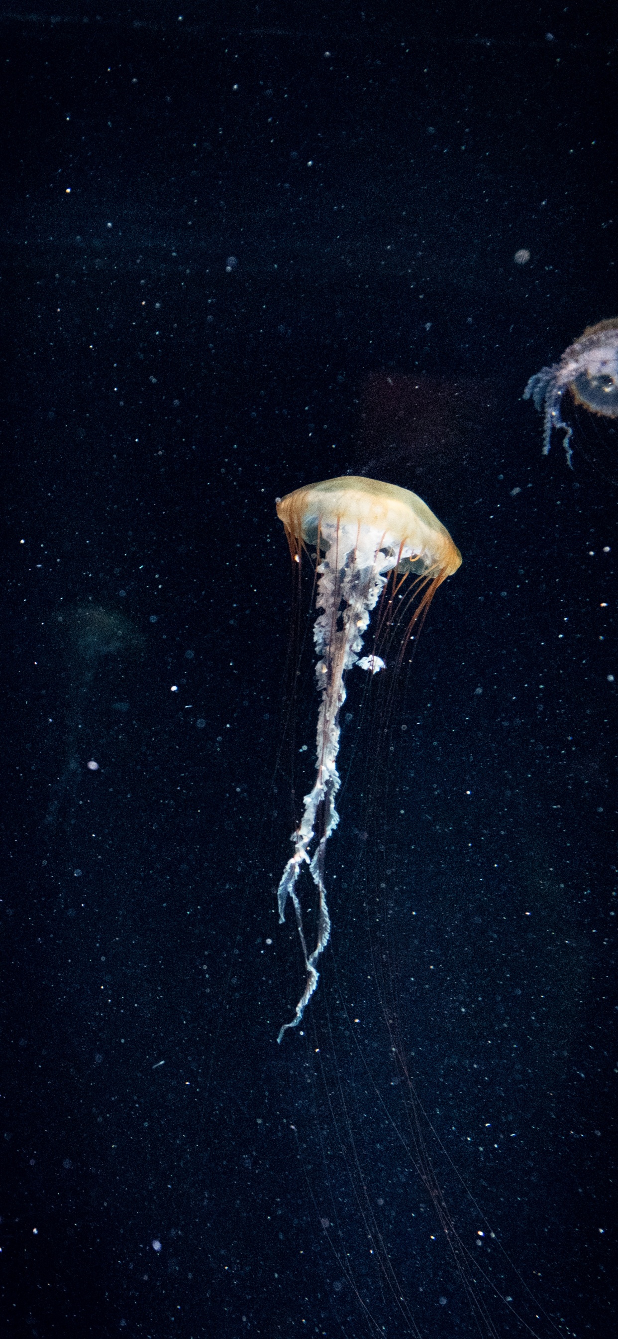 Обои природа, море, Кубомедузы, вода, биолюминесценция в разрешении 1242x2688