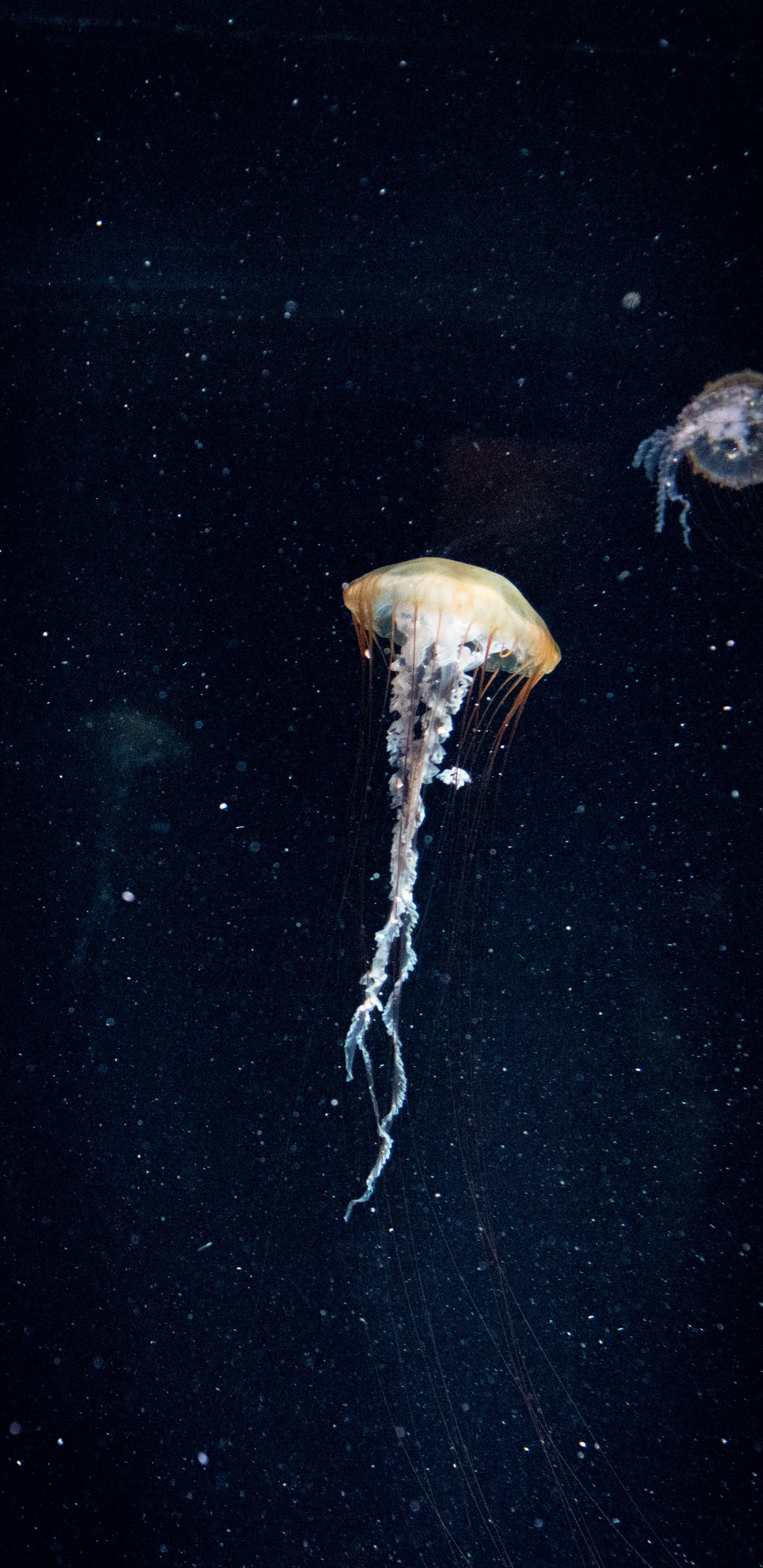 Обои природа, море, Кубомедузы, вода, биолюминесценция в разрешении 1440x2960