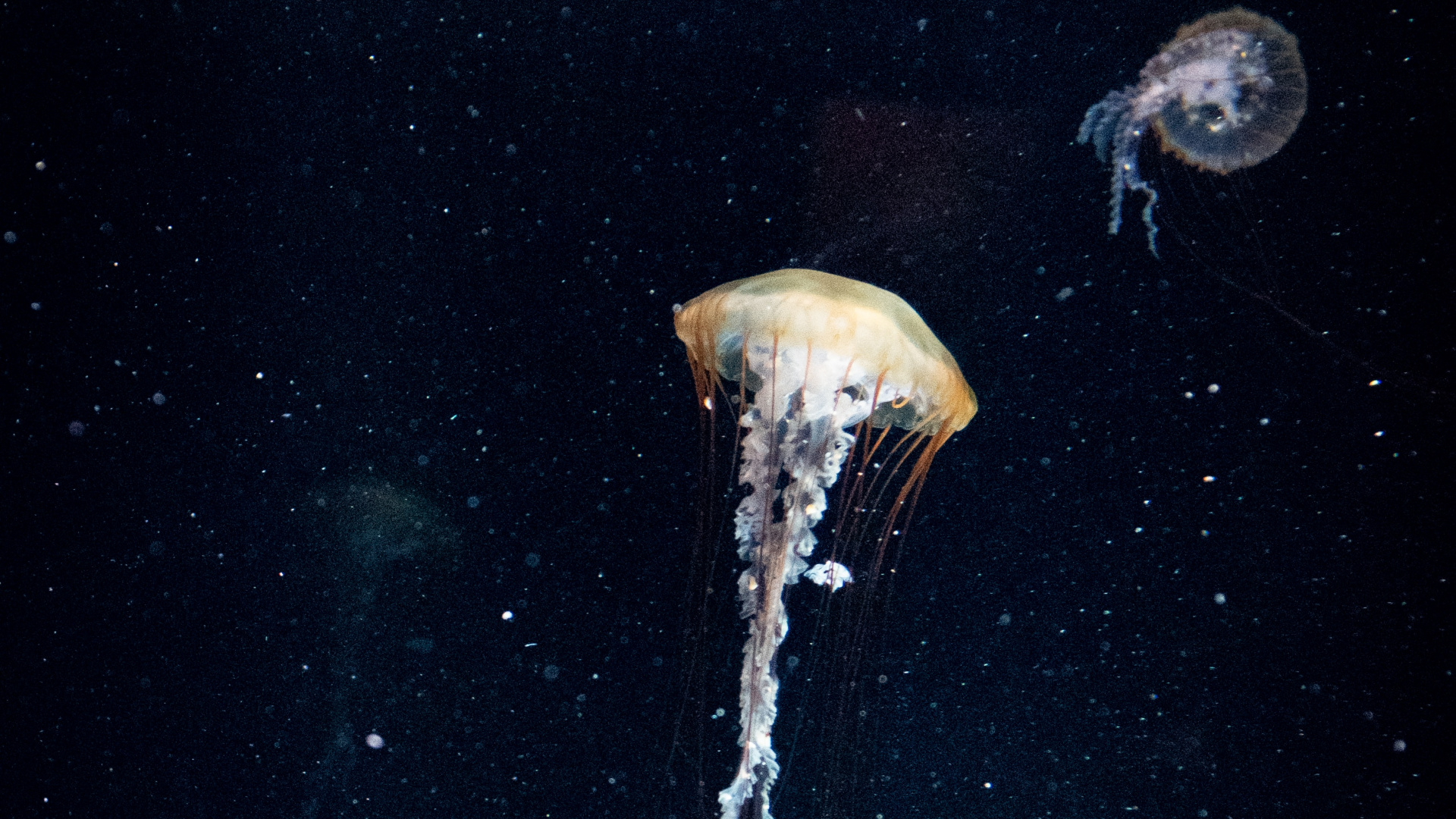 Обои природа, море, Кубомедузы, вода, биолюминесценция в разрешении 1920x1080