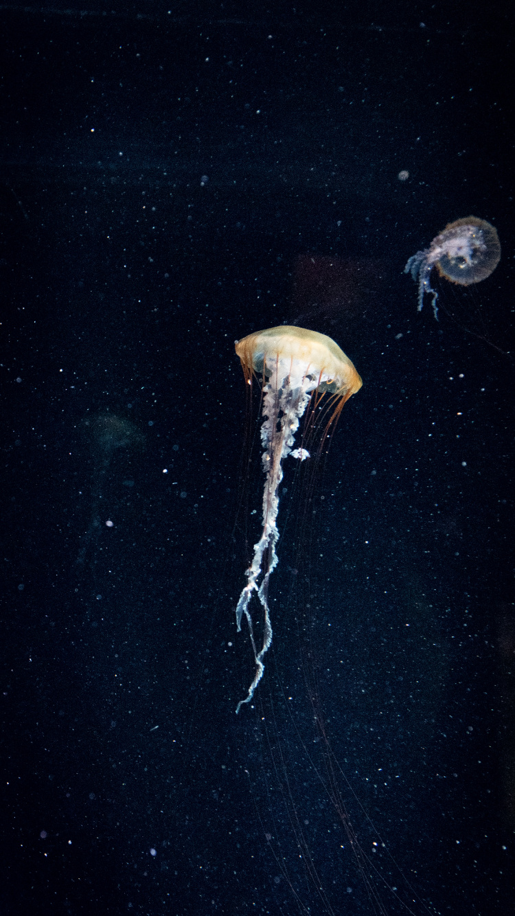 Обои природа, море, Кубомедузы, вода, биолюминесценция в разрешении 750x1334