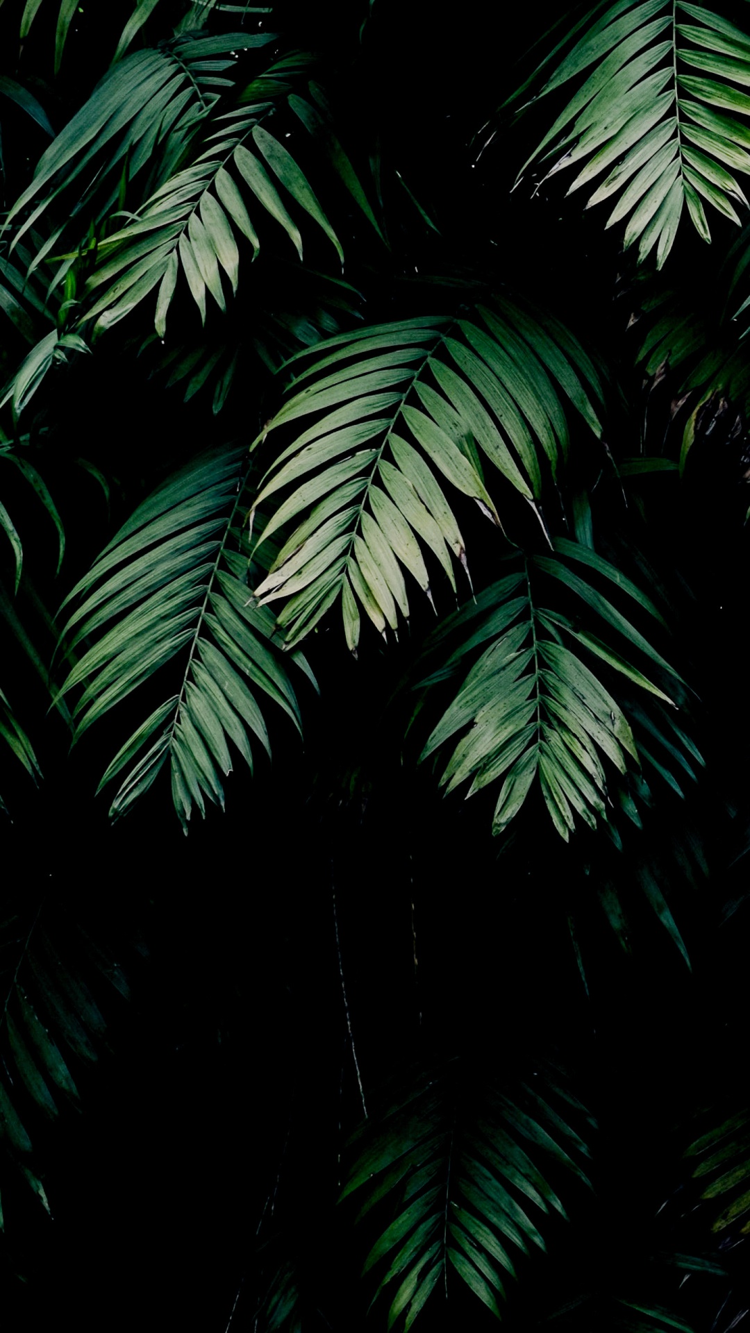 Обои растение, амолед, лист, окружающая среда, ветвь в разрешении 1080x1920