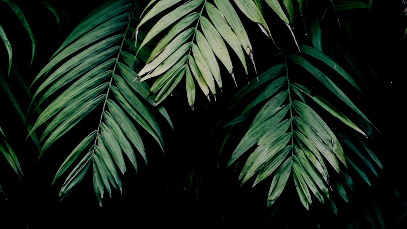 Обои растение, амолед, лист, окружающая среда, ветвь в разрешении 1366x768