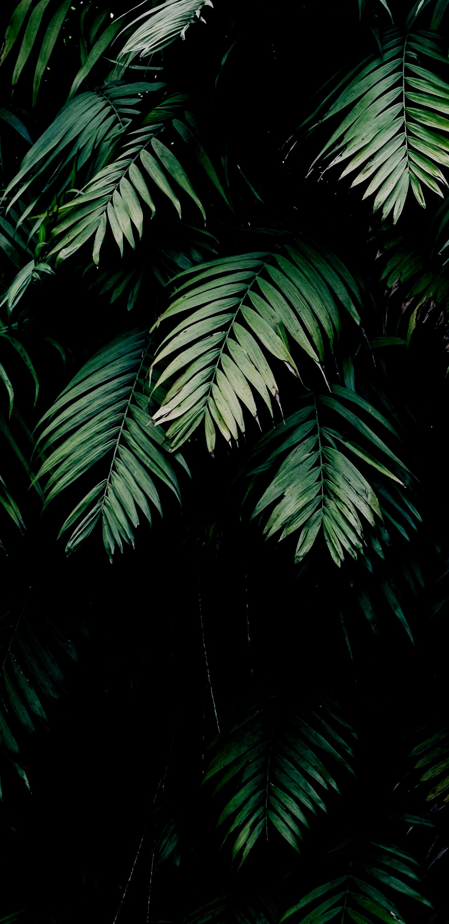 Обои растение, амолед, лист, окружающая среда, ветвь в разрешении 1440x2960