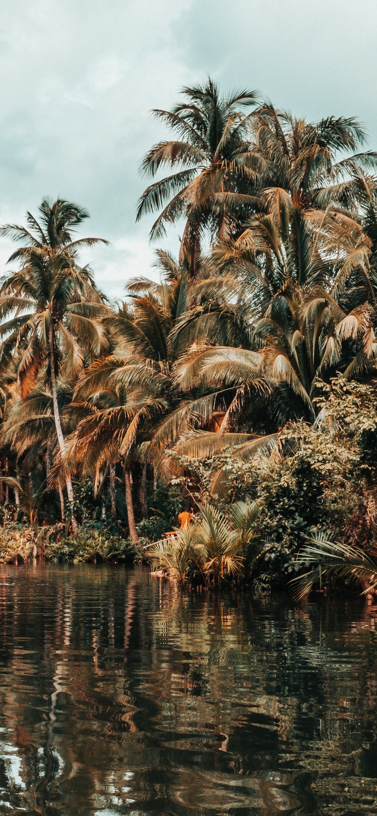 Обои дерево, Пальма, растительность, attalea специоза, растение в разрешении 1242x2688