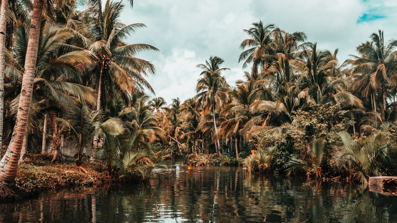 Обои дерево, Пальма, растительность, attalea специоза, растение в разрешении 1366x768