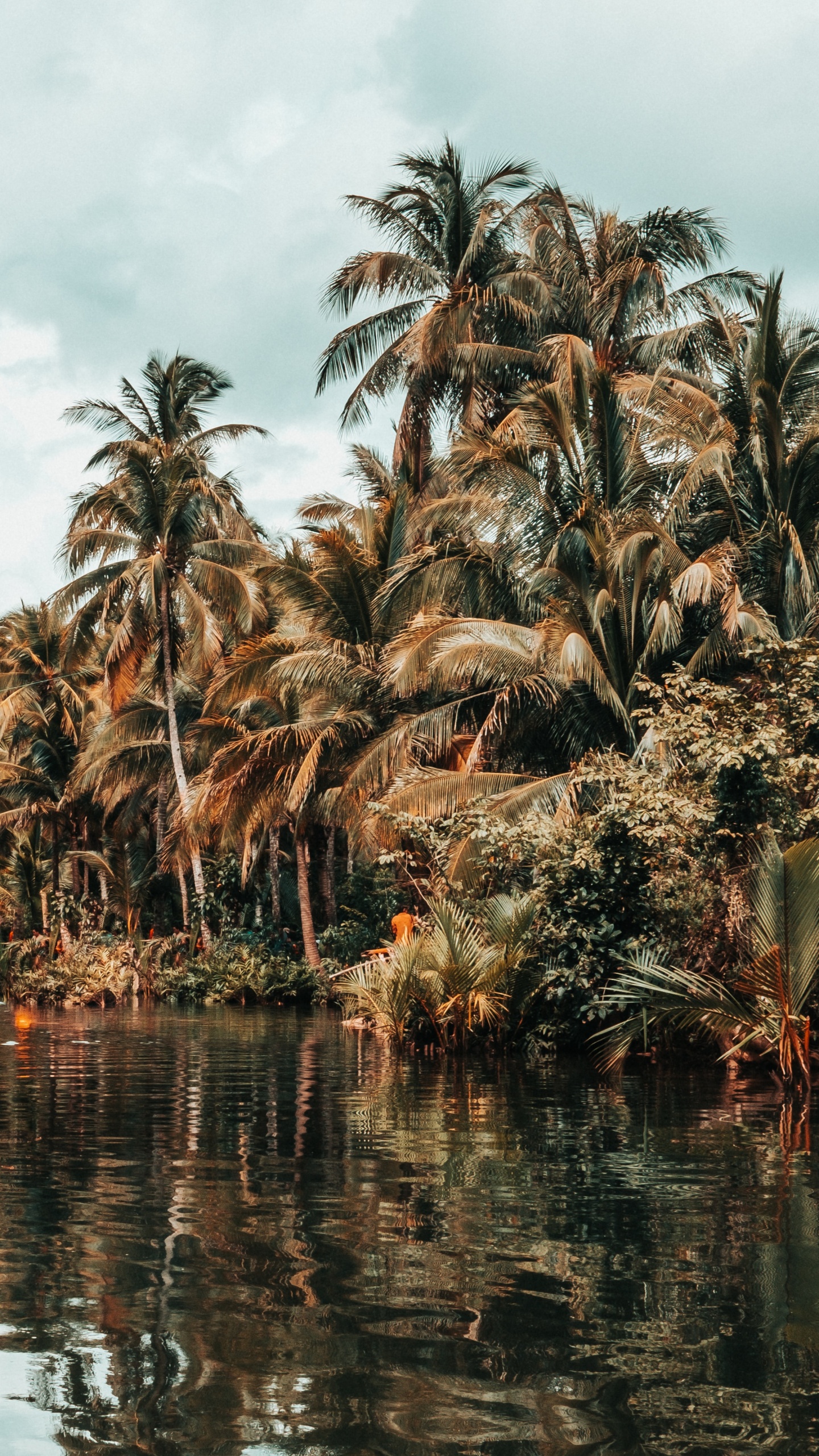 Обои дерево, Пальма, растительность, attalea специоза, растение в разрешении 1440x2560