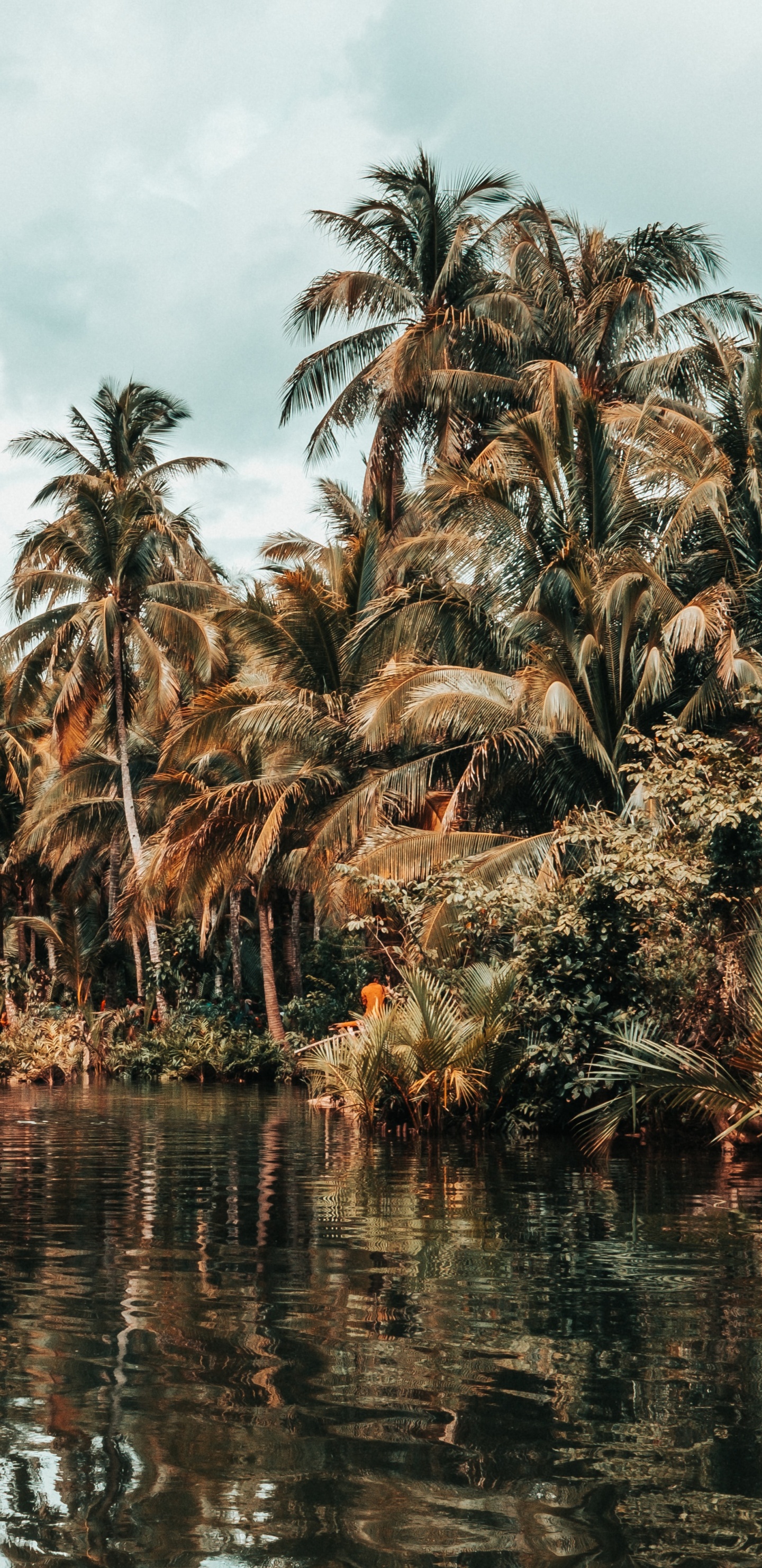 Обои дерево, Пальма, растительность, attalea специоза, растение в разрешении 1440x2960