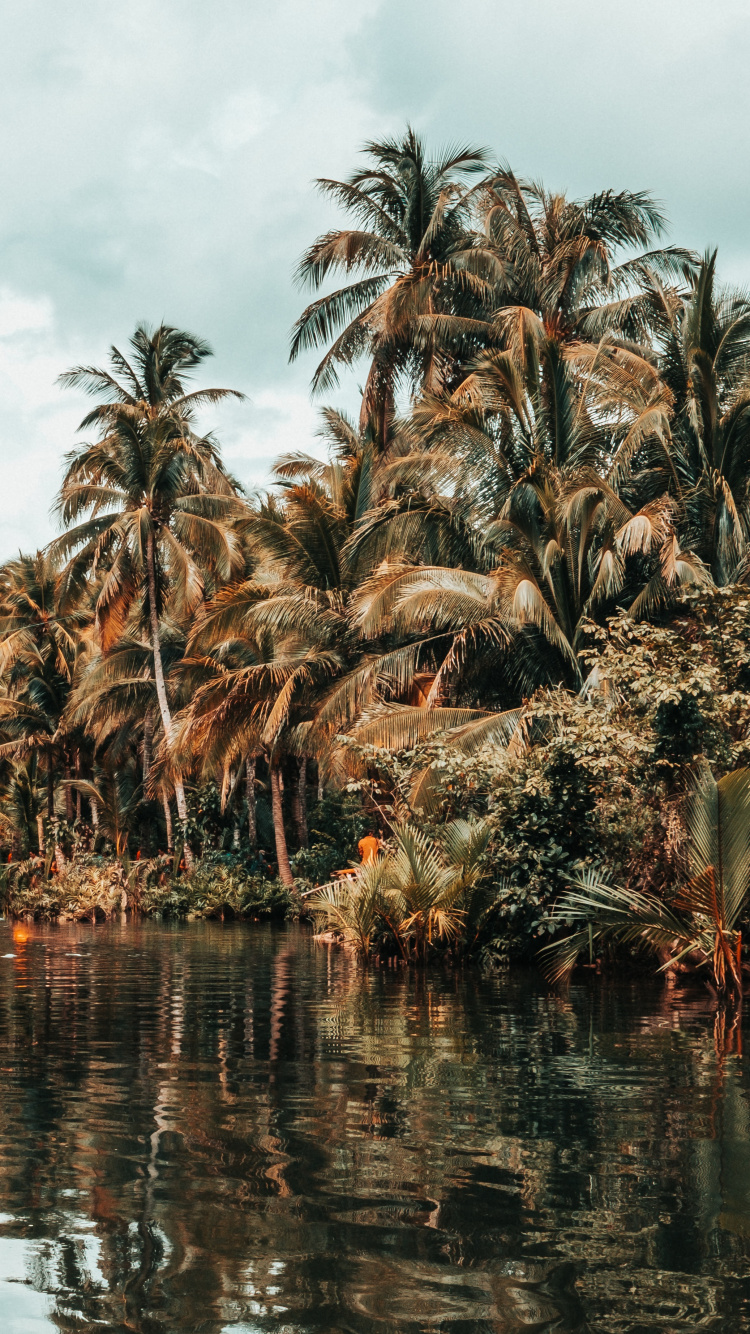 Обои дерево, Пальма, растительность, attalea специоза, растение в разрешении 750x1334