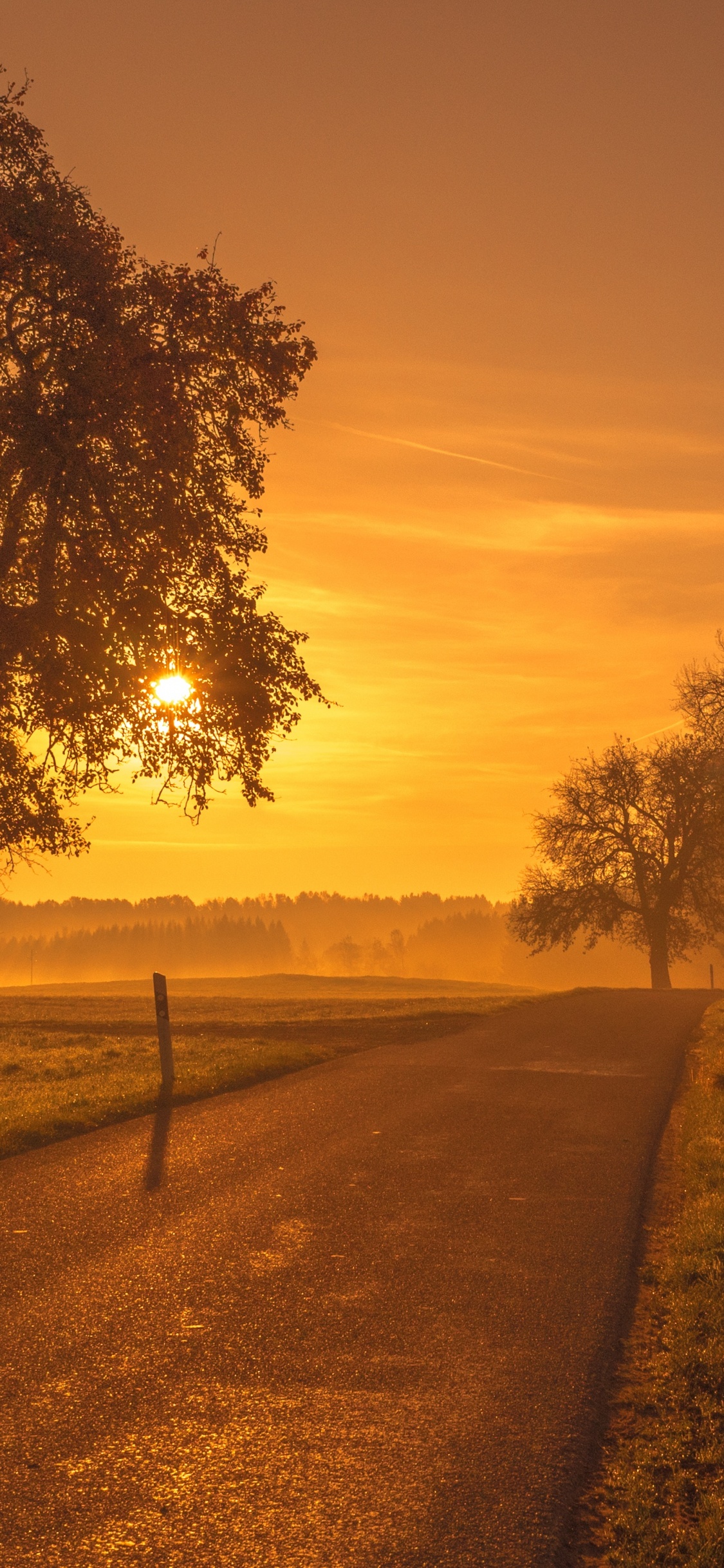 Обои природный ландшафт, природа, дерево, утро, восход солнца в разрешении 1125x2436