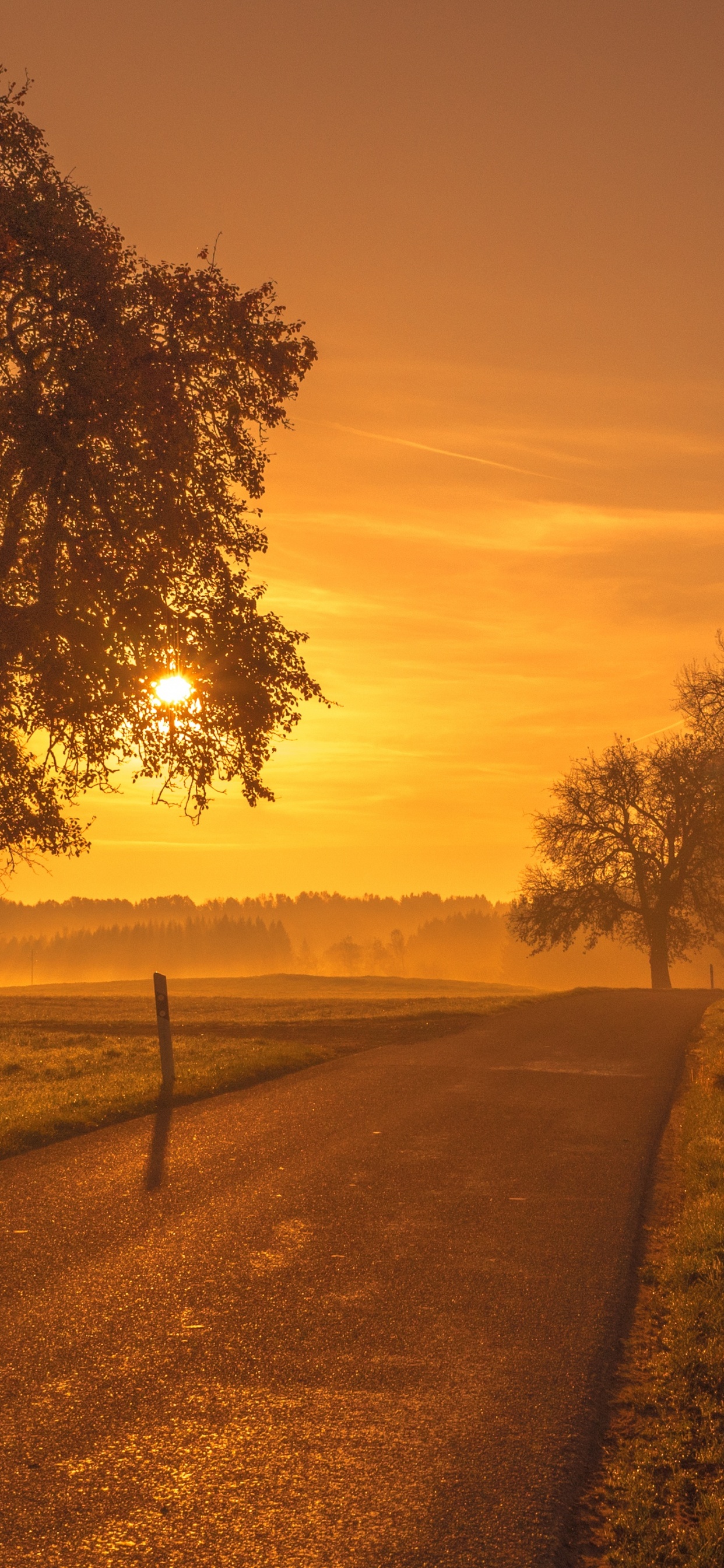 Обои природный ландшафт, природа, дерево, утро, восход солнца в разрешении 1242x2688